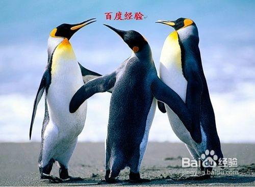 word2010中如何給圖片加水印