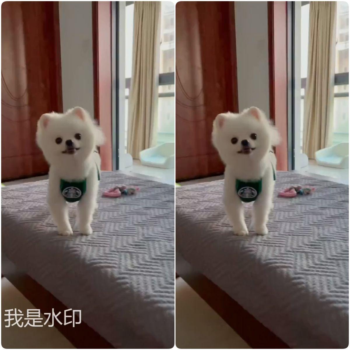 視頻剪輯去除水印軟件_剪輯如何去除視頻水印_視頻剪輯去除水印的方法